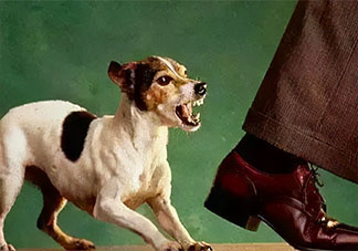 被狗狗扑咬该怎么办 碰到狗咬别人如何施救