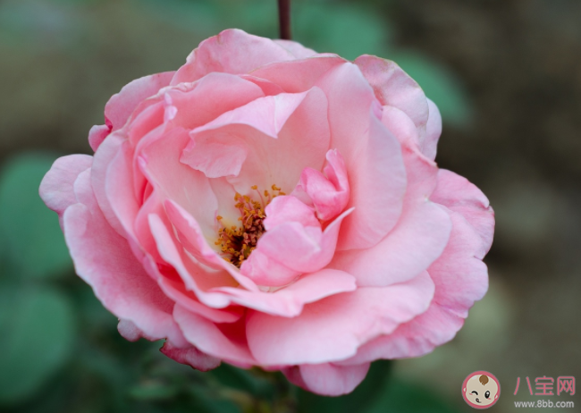 叶片小而密集的是玫瑰还是月季 蚂蚁庄园12月1日答案解析