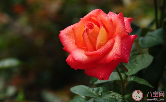 叶片小而密集的是玫瑰还是月季 蚂蚁庄园12月1日答案解析