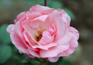 叶片小而密集的是玫瑰还是月季 蚂蚁庄园12月1日答案解析