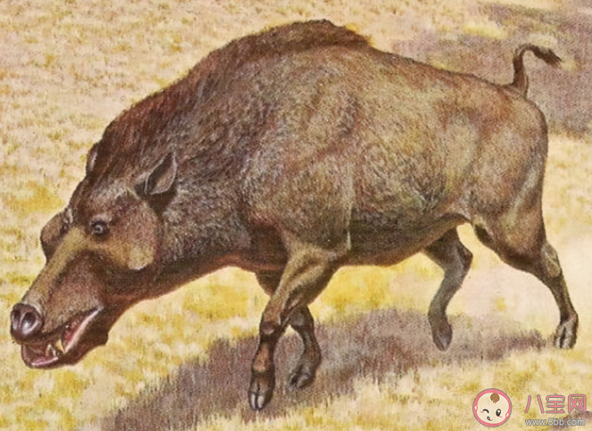 猪最早在什么时代被广泛养殖 蚂蚁庄园12月2日答案解析