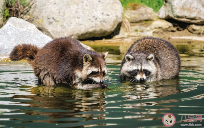 浣熊喜欢洗东西是爱干净吗 浣熊为什么喜欢洗东西 浣熊喜欢洗东西是爱干净吗 浣熊为什么喜欢洗东西