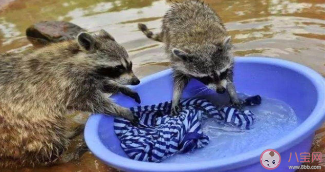 浣熊喜欢洗东西是爱干净吗 浣熊为什么喜欢洗东西 浣熊喜欢洗东西是爱干净吗 浣熊为什么喜欢洗东西