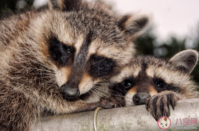 浣熊喜欢洗东西是爱干净吗 浣熊为什么喜欢洗东西 浣熊喜欢洗东西是爱干净吗 浣熊为什么喜欢洗东西