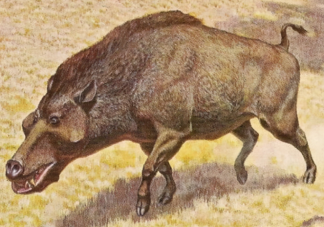 猪最早在什么时代被广泛养殖 蚂蚁庄园12月2日答案解析