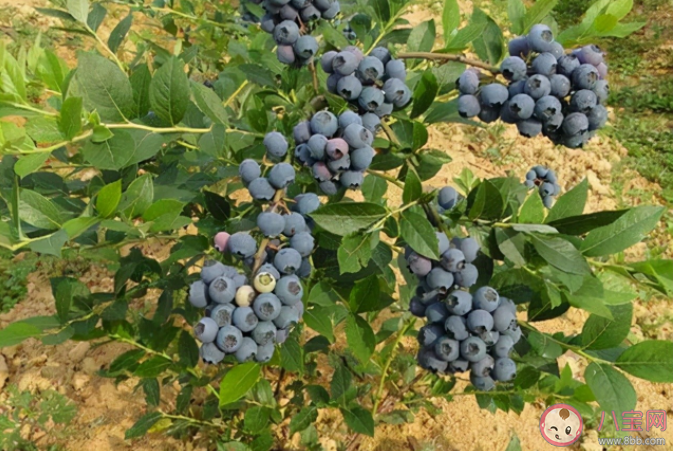 蓝莓适宜生长的土壤环境PH在多少 蚂蚁庄园12月5日答案