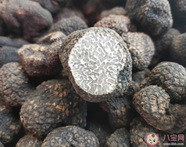 黑松露可以晒干保存吗 新鲜黑松露能放多久