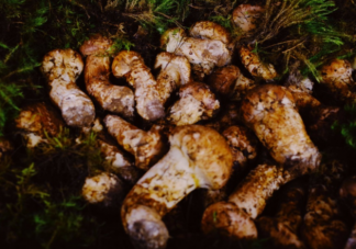 松茸表面的黑色需要刮掉吗 松茸和其他蘑菇的区别是什么