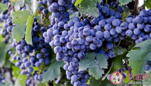 我们经常在葡萄上看到的白霜是什么 蚂蚁新村12月7日答案 我们经常在葡萄上看到的白霜是什么 蚂蚁新村12月7日答案