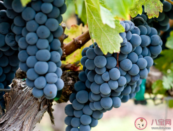 我们经常在葡萄上看到的白霜是什么 蚂蚁新村12月7日答案 我们经常在葡萄上看到的白霜是什么 蚂蚁新村12月7日答案