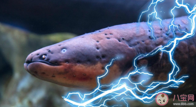 用电鳗的电电电鳗电鳗会被电死吗 电鳗为什么能放电 用电鳗的电电电鳗电鳗会被电死吗 电鳗为什么能放电