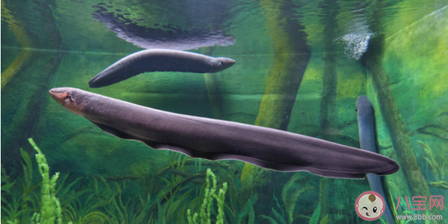 用电鳗的电电电鳗电鳗会被电死吗 电鳗为什么能放电 用电鳗的电电电鳗电鳗会被电死吗 电鳗为什么能放电