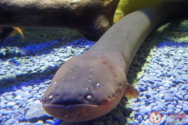 用电鳗的电电电鳗电鳗会被电死吗 电鳗为什么能放电 用电鳗的电电电鳗电鳗会被电死吗 电鳗为什么能放电