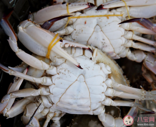 梭子蟹的渔汛一年有几次 蚂蚁庄园12月8日答案解析