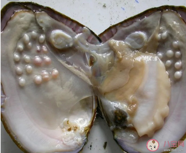 取出珍珠之后的贝肉可以吃吗 普通的河蚌怎样养成珍珠蚌 取出珍珠之后的贝肉可以吃吗 普通的河蚌怎样养成珍珠蚌
