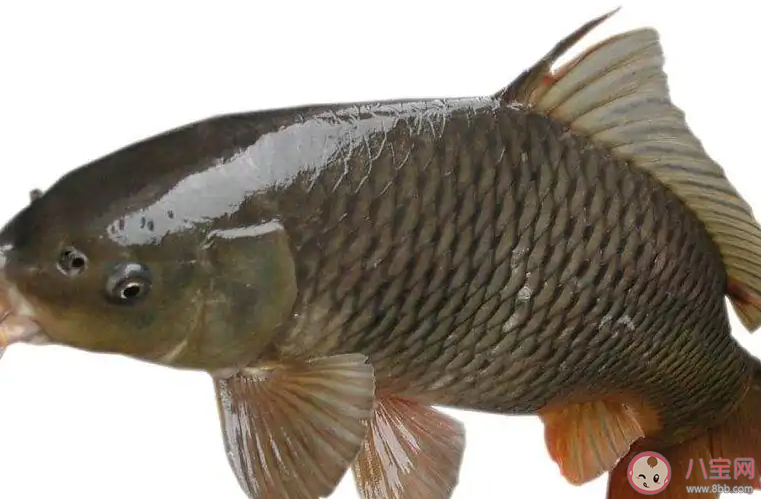 在上世纪八十年代被指定为国宴食材的石人沟鱼出自 蚂蚁新村12月9日答案介绍 在上世纪八十年代被指定为国宴食材的石人沟鱼出自 蚂蚁新村12月9日答案介绍