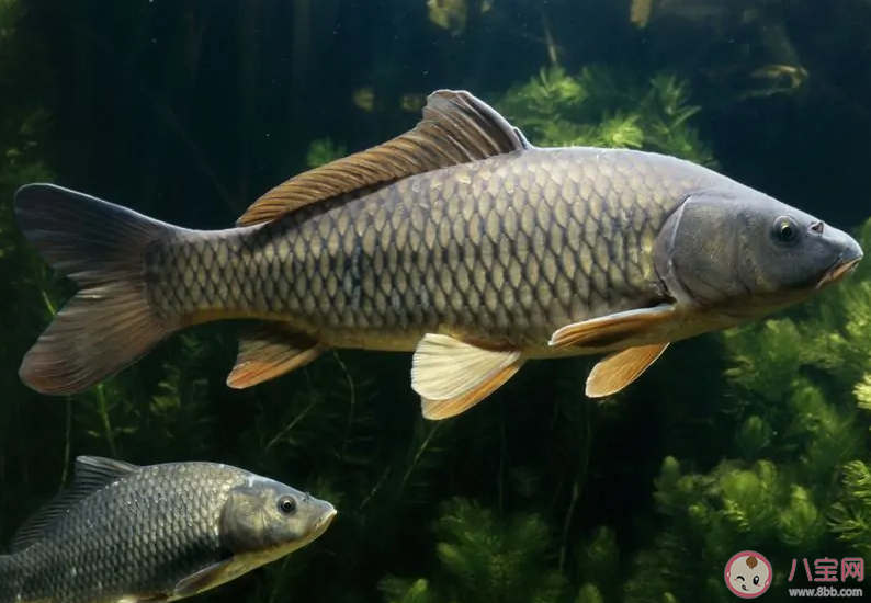 在上世纪八十年代被指定为国宴食材的石人沟鱼出自 蚂蚁新村12月9日答案介绍 在上世纪八十年代被指定为国宴食材的石人沟鱼出自 蚂蚁新村12月9日答案介绍