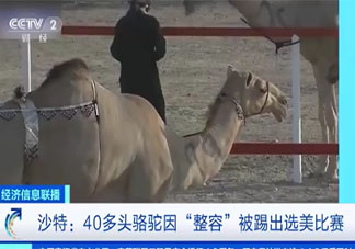 40多头骆驼因整容被踢出选美 骆驼的选美标准是什么