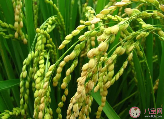 水稻产量的构成有三要素不包括 蚂蚁新村12月11日答案
