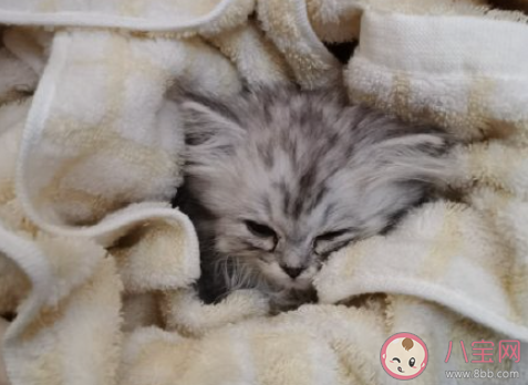 养猫了发朋友圈的心情说说 家里有猫了的感受句子 养猫了发朋友圈的心情说说 家里有猫了的感受句子