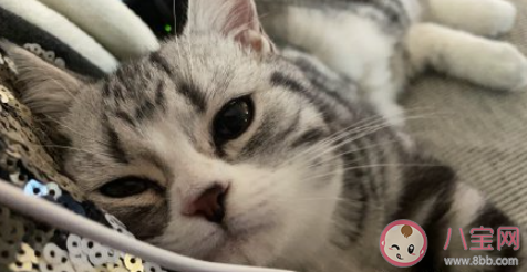 养猫了发朋友圈的心情说说 家里有猫了的感受句子 养猫了发朋友圈的心情说说 家里有猫了的感受句子