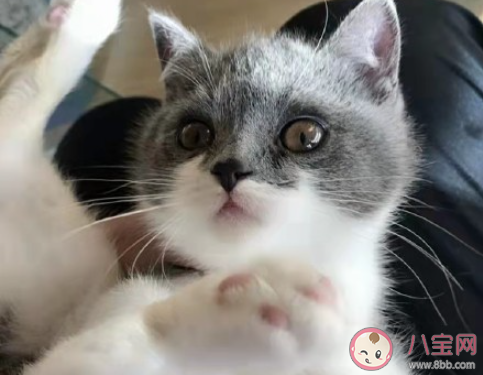 养猫了发朋友圈的心情说说 家里有猫了的感受句子 养猫了发朋友圈的心情说说 家里有猫了的感受句子