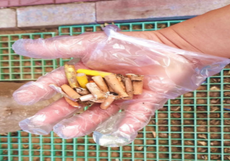 蚂蚁新村埋在土中的烟头影响植物生长正确吗 12月14日答案