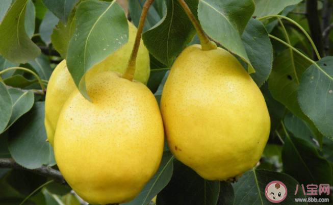 以晶黄果品牌获得青海省著名商标荣誉称号的县是什么 蚂蚁新村12月15日答案