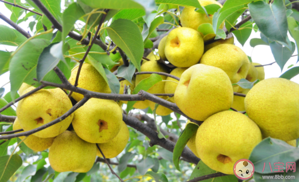 以晶黄果品牌获得青海省著名商标荣誉称号的县是什么 蚂蚁新村12月15日答案