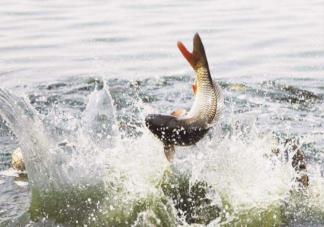 鱼会感觉到冷吗 鱼会被冻死吗