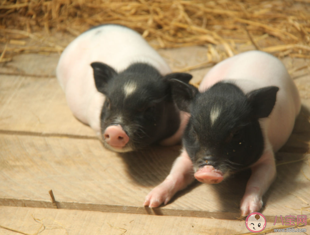 全国唯一的香猪保种基地在哪里 蚂蚁庄园12月16正确答案