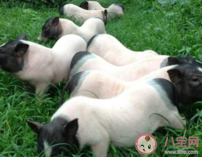 蚂蚁新村全国唯—的香猪保种基地在哪 12月16日答案更新 蚂蚁新村全国唯—的香猪保种基地在哪 12月16日答案更新