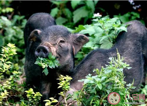 蚂蚁新村全国唯—的香猪保种基地在哪 12月16日答案更新 蚂蚁新村全国唯—的香猪保种基地在哪 12月16日答案更新