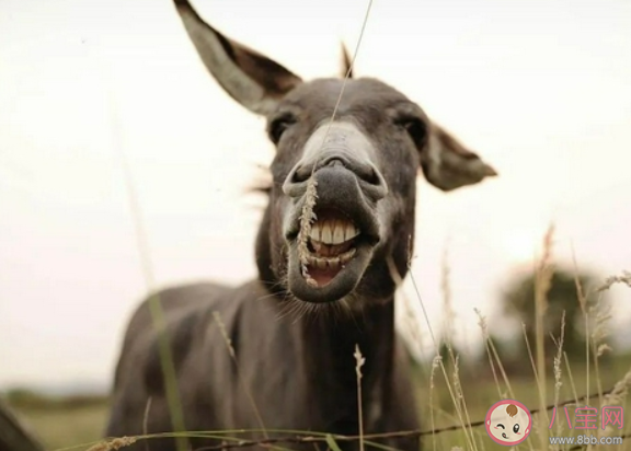 驴奶是不是智商税 驴奶的营养价值很高吗