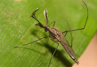 杀1只越冬蚊等于消灭上千只蚊二代 冬天蚊子到底去哪了