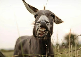 驴奶是不是智商税 驴奶的营养价值很高吗