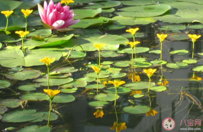 荇菜一般生在哪里 蚂蚁新村12月17日答案