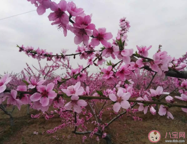 蚂蚁新村桃树是先开花后长叶的落叶树吗 12月18日答案解析