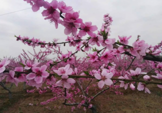 蚂蚁新村桃树是先开花后长叶的落叶树吗 12月18日答案解析