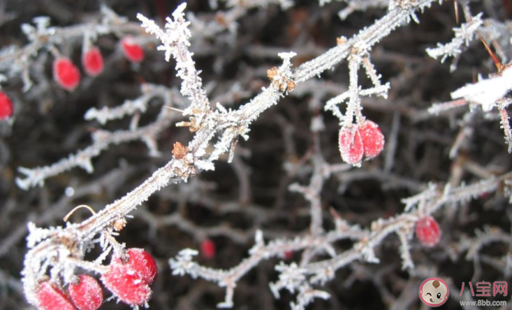 2022年第一场雪的朋友圈文案说说 2022年第一场雪的心情文案句子 2022年第一场雪的朋友圈文案说说 2022年第一场雪的心情文案句子