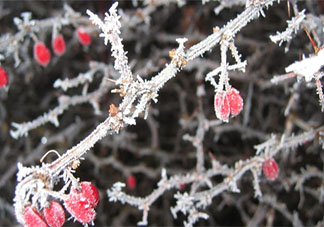 2022年第一场雪的朋友圈文案说说 2022年第一场雪的心情文案句子