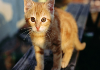 猫对人是没有感情的吗 猫咪是如何表示好感的