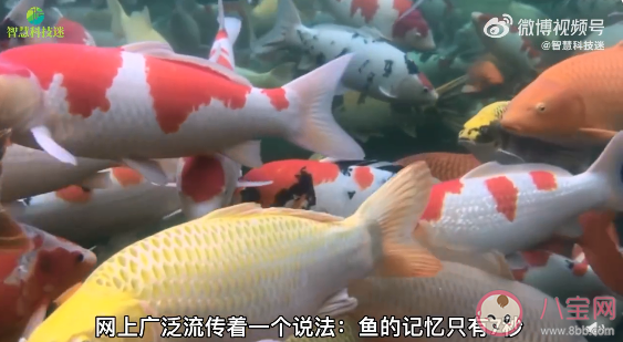 鱼能识数吗 经常多吃鱼会让人更聪明吗