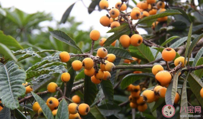 被称为果木中独备四时之气者的是什么 蚂蚁新村1月4日答案解析