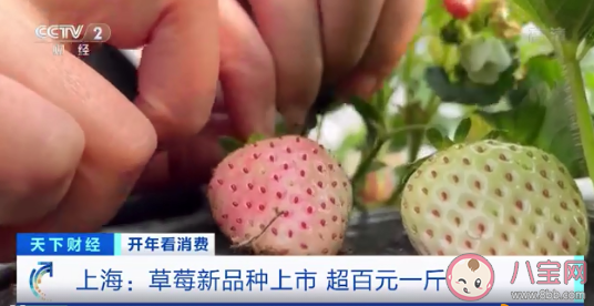 菠萝味草莓一斤150元 草莓都有哪些口味