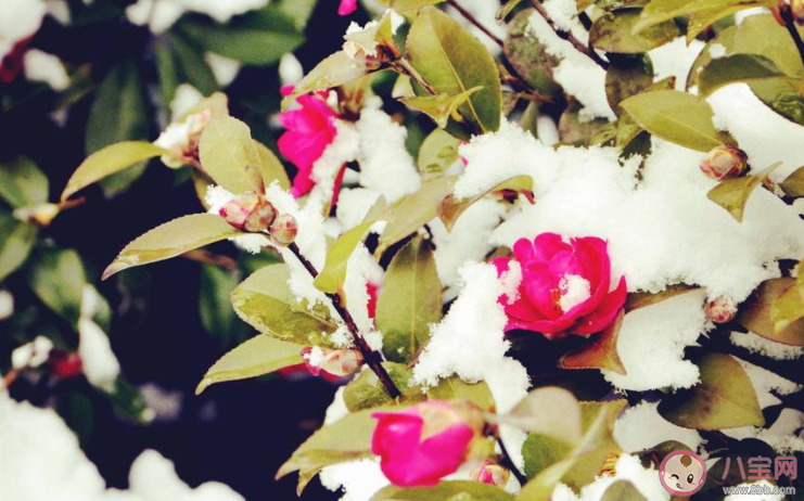 2022今日小寒早安心语发朋友圈句子 2022今日小寒早上问好的朋友圈说说