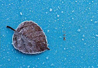 2022今日小寒早安心语发朋友圈句子 2022今日小寒早上问好的朋友圈说说