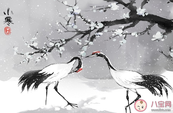 大寒一定比小寒更冷吗 蚂蚁新村1月5日答案最新