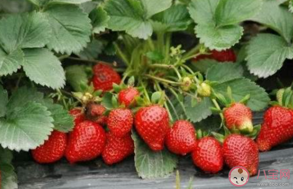 在种植过程中草莓需要补钙吗 蚂蚁新村1月6日答案