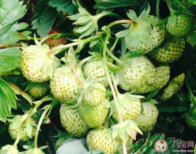 在种植过程中草莓需要补钙吗 蚂蚁新村1月6日答案